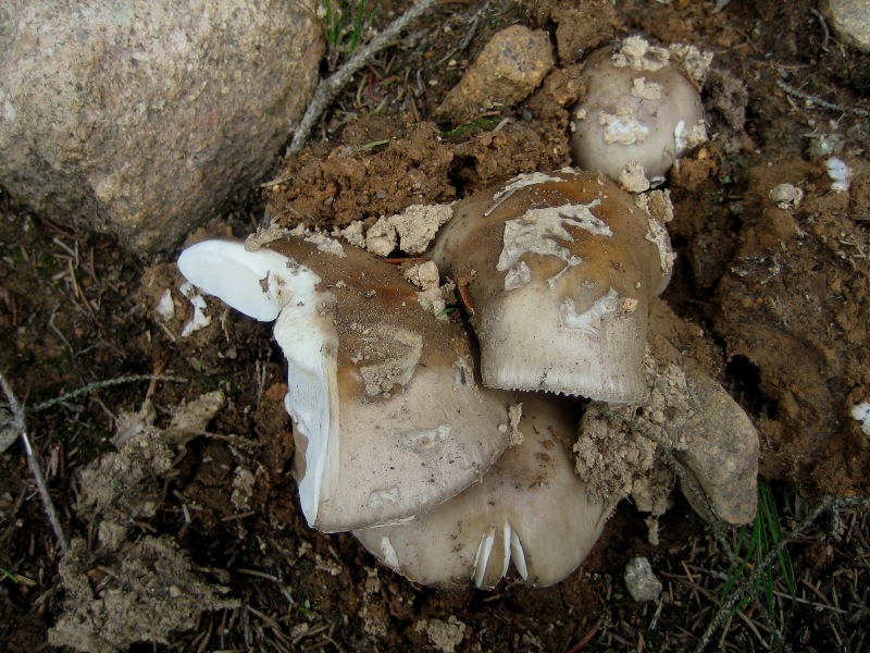 Amanita fotog. il 30.06.09.